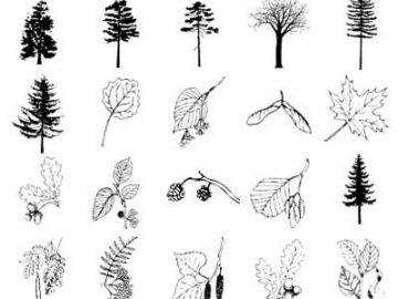 Pinceaux : Plantes (1) Pinceaux Plantes (01)