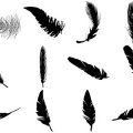Formes Plumes (3)