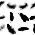 Formes Plumes (5)