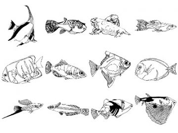 Formes : Poissons (1) Formes Poissons (1)