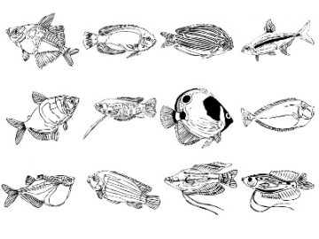 Formes : Poissons (2) Formes Poissons (2)