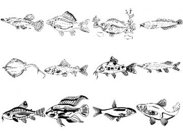 Formes : Poissons (3) Formes Poissons (3)
