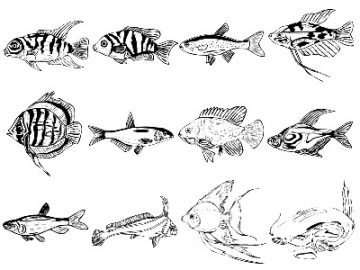 Formes : Poissons (4) Formes Poissons (4)