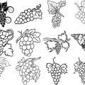 Formes Vigne (2)