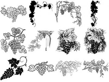 Formes : Vigne (4) Formes Vigne (4)