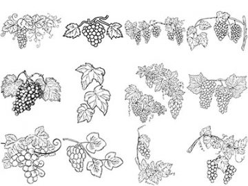 Formes : Vigne (5) Formes Vigne (5)