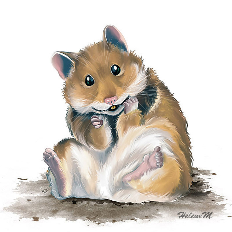 Hamster - HélèneM