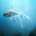 Image comme un poisson dans l'eau