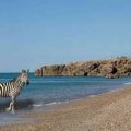 Incruster un zèbre dans une plage