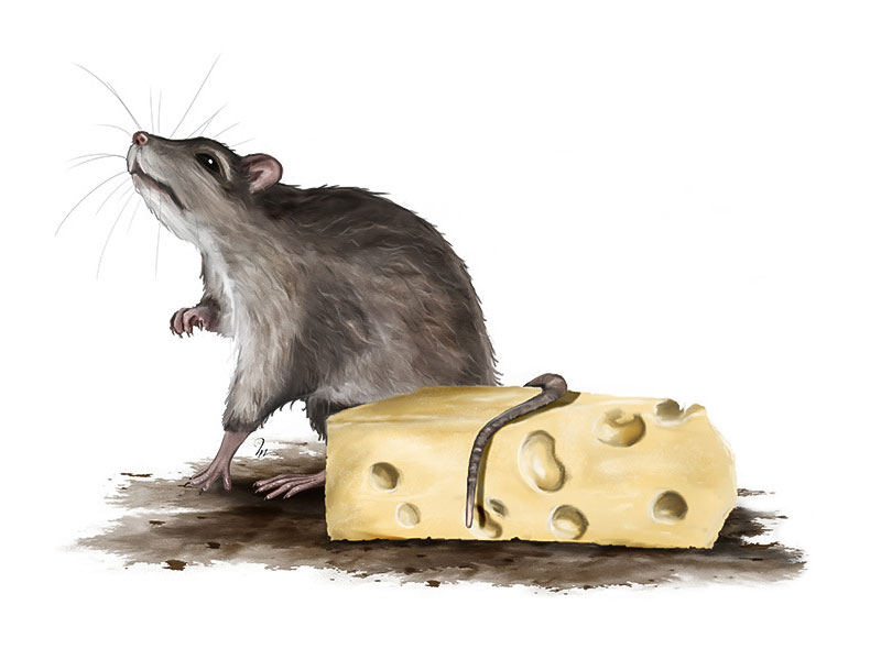 Le rat et le fromage