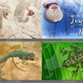 Mes montages d'images