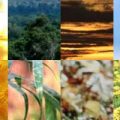 Motifs Nature (06)