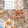 Motifs Coquillages (4)