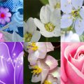 Motifs Fleurs (06)