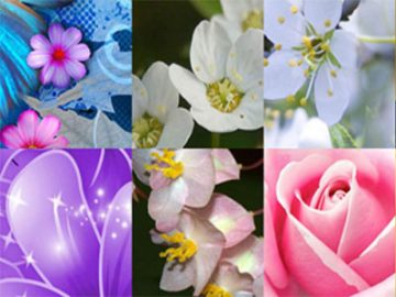 Motifs Fleurs (06)