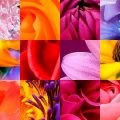 Motifs Fleurs (07)