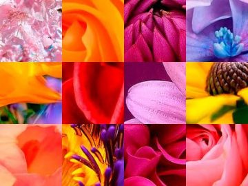 Motifs : Fleurs (7) Motifs Fleurs (07)