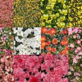 Motifs Fleurs (18)
