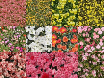 Motifs Fleurs (18)