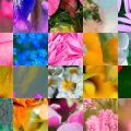Motifs Fleurs (22)