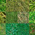 Motifs Herbe (3)