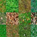 Motifs Herbe (4)
