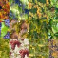 Motifs Vigne (3)