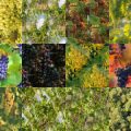 Motifs Vigne (4)