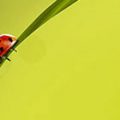 Peindre une coccinelle