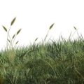 Peindre de l'herbe