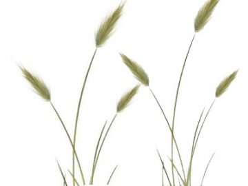Peindre une herbe sauvage Peindre une herbe sauvage