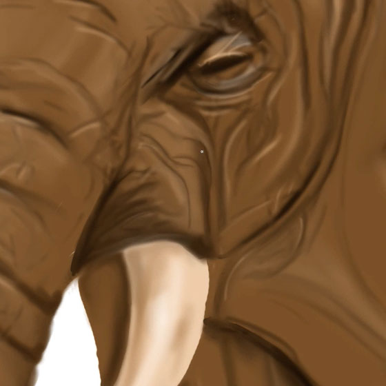 Arbre-éléphant 15