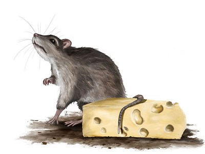 Étapes de la peinture le rat et le fromage - HélèneM
