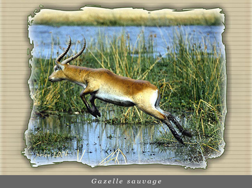 Gazelle sauvage