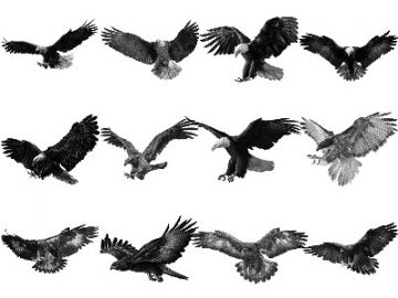 Pinceaux Aigles (1)