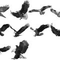 Pinceaux Aigles (2)