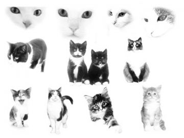 Pinceaux : Chats (1) Pinceaux Chats (1)