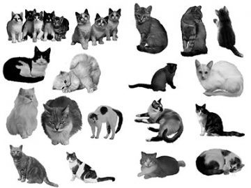 Pinceaux Chats (2)