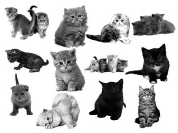 Pinceaux Chats (4)