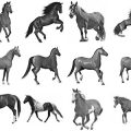Pinceaux Chevaux (2)