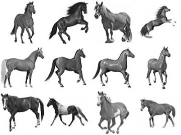 Pinceaux Chevaux (2)