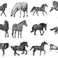 Pinceaux Chevaux (3)