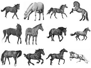 Pinceaux Chevaux (3)