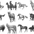 Pinceaux Chevaux (4)