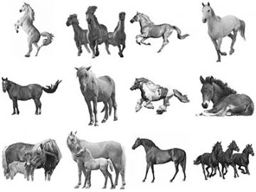 Pinceaux Chevaux (4)