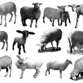 Pinceaux Moutons (1)