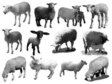 Pinceaux Moutons (1)