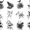Pinceaux Oiseaux (1)