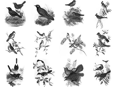 Pinceaux Oiseaux (1)