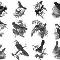 Pinceaux Oiseaux (2)
